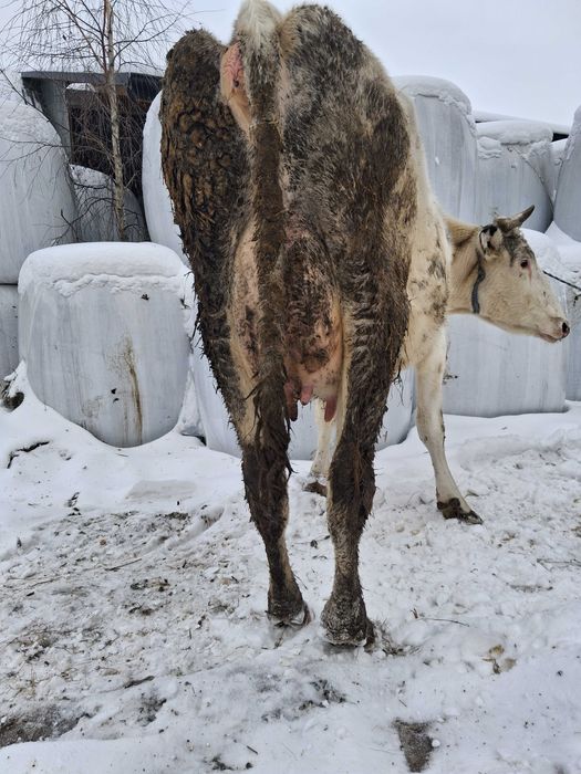 Krowa wysokocielna hf