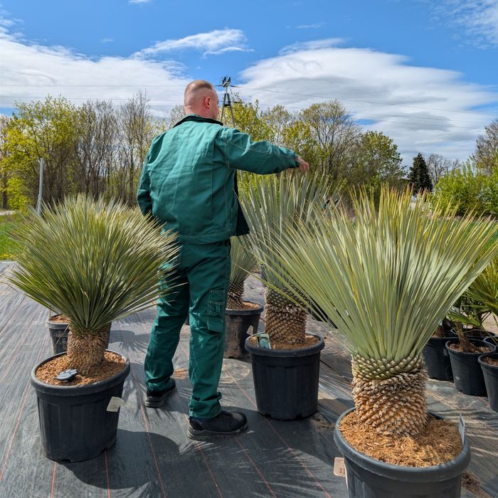 Yucca rostrata wys. 120/140cm, sprawdź inne ogłoszenia!