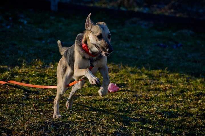 Świetna, kontaktowa suczka do adopcji