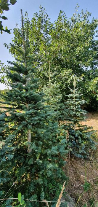 Jodła górska arizońska. Duże drzewa iglaste. Szkółka Jagra Wisznice.