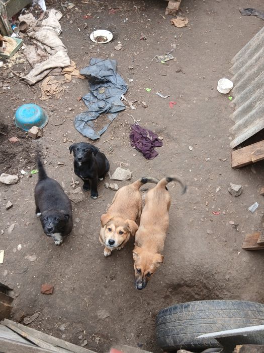 Щенята та кошенята