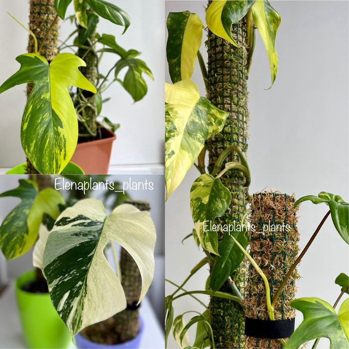 Опоры для растений, Мох Сфагнум.