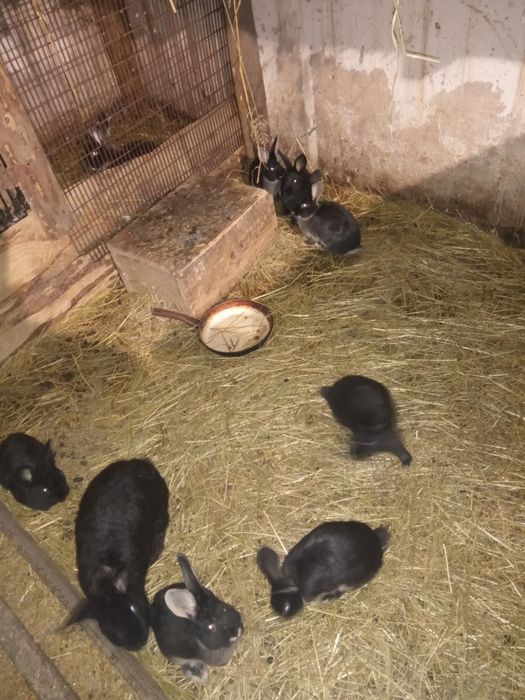 Króliki  młode i dorosłe