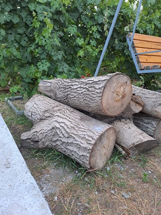 Продам ствол ореха ,спил весна 2025.