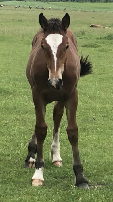 Продам лошат 6-7 місяців жеребчіки