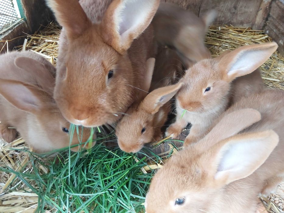 Sprzedam kroliki nowozelandzkie czerwone