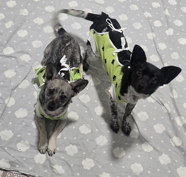 Do adopcji małe sunie