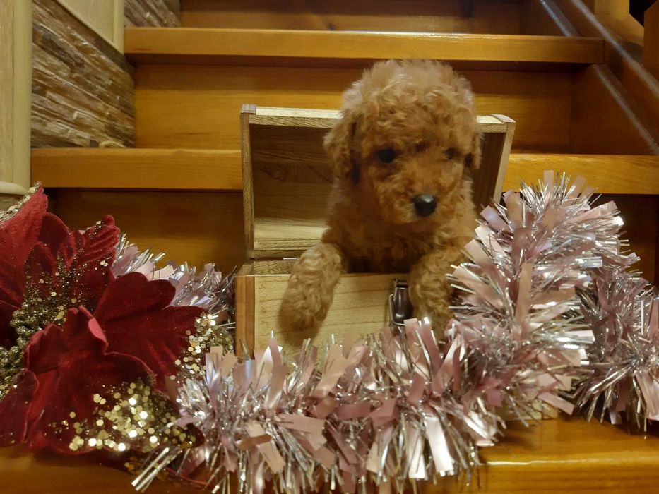 Мальчики Той-Пудель Red Brown!