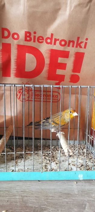 Bastardy po konopie i czyzu