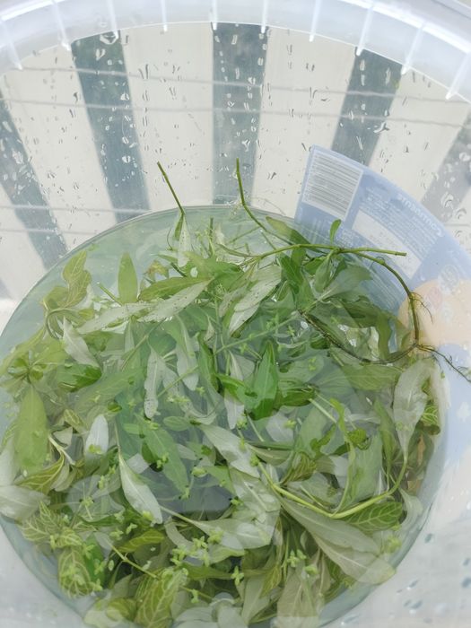 Plantas de aquário ( pack conjunto )