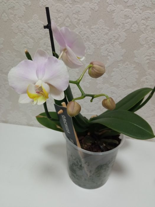 Орхідея мультифлора