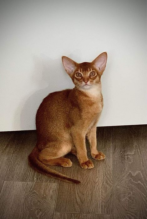 Аби соррель Кузинька