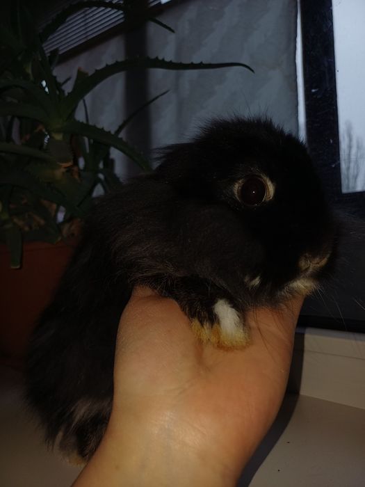 Карликовi декоративнi кролики вакцинованi