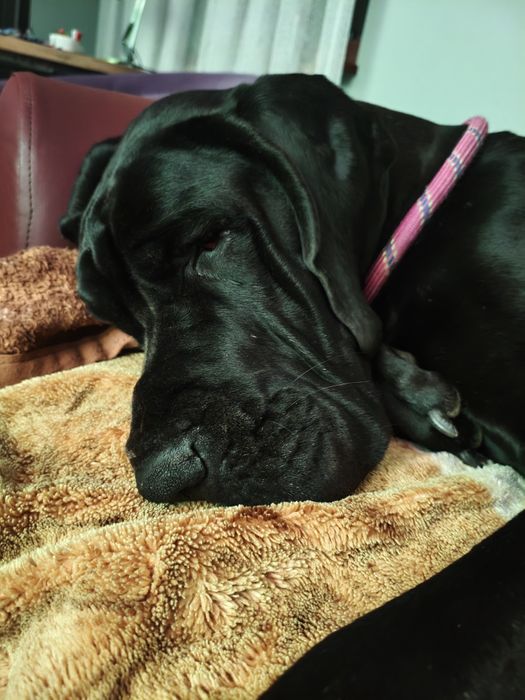 Dog niemiecki suczka