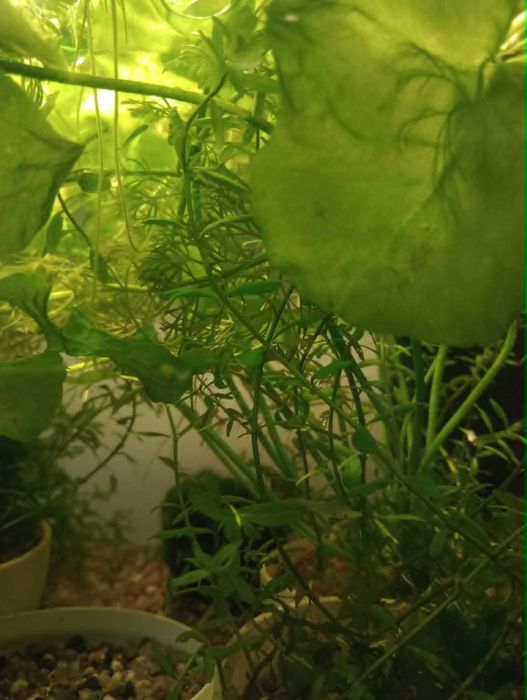 Rogatek, rotala, grzybieńczyk tajwański