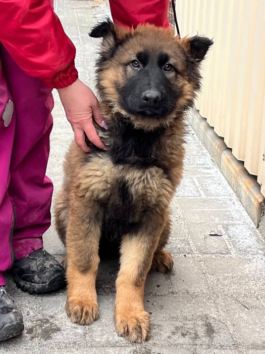 Цуценята німецької вівчарки.  Щенки немецкая овчарка