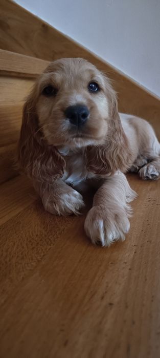 Cocker Spaniel Angielski