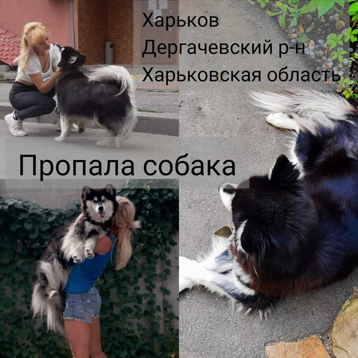 Пропала собака хаски-маламут