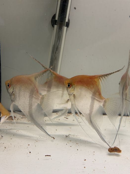 Skalary manacapuru po rodzicach od Simona