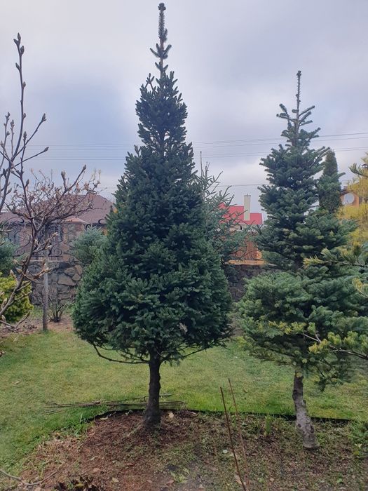 Садовник.Топиарная стрижка растений.