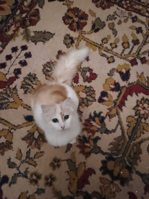 Красуня  киця породи ангора.   Вісім місяців.