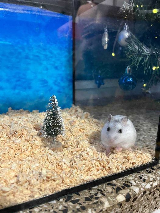 Sprzedam młode chomiki – oswojone i zdrowe