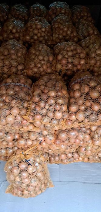 Cebula z własnego gospodarstwa