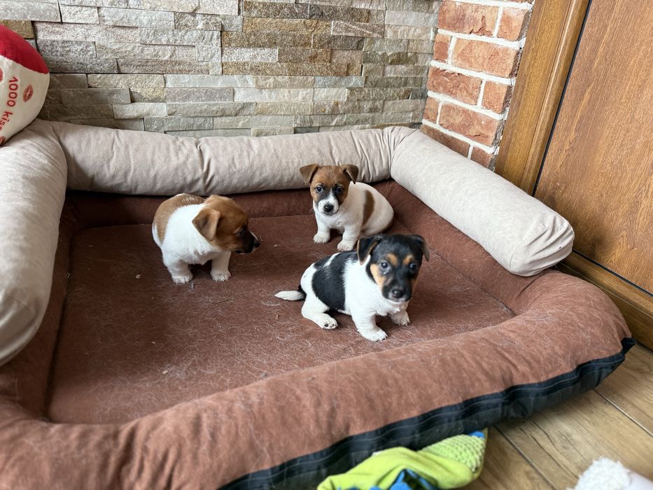 Jack Russel Terrier szczeniak z rodowodem