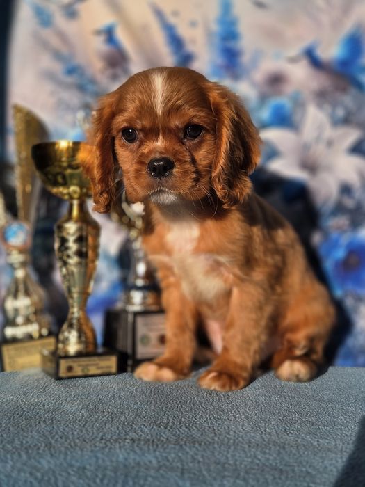 Cavalier King Charles Spaniel piesek z rodowodem