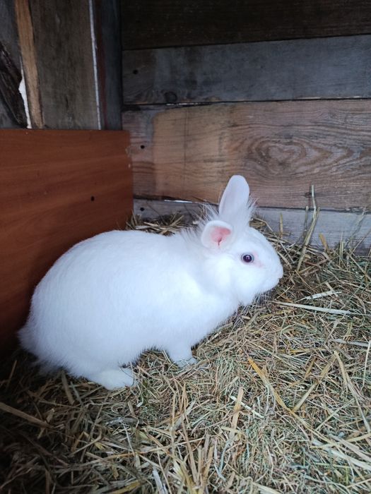 Królik miniaturka samiczka