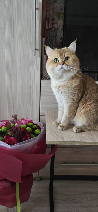Вязка, золота шиншила шотландець