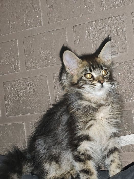 Kotka Maine Coon