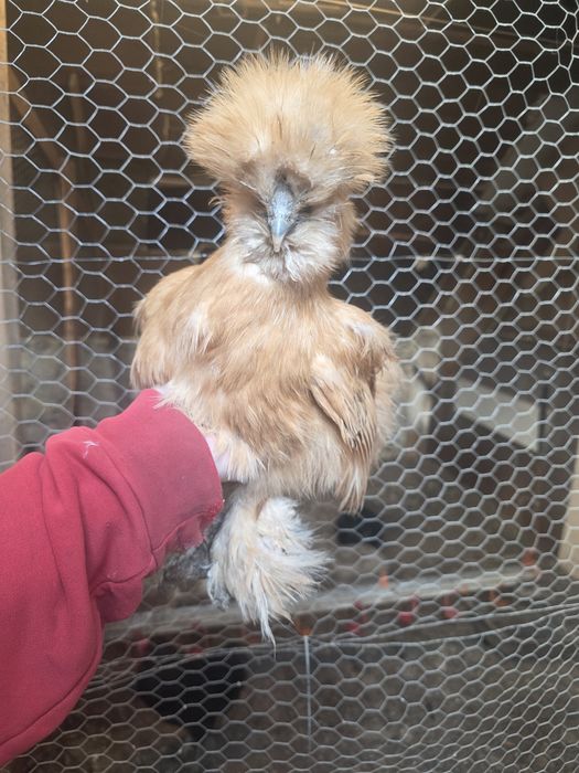 Kury rosy kury silki kury araukany naturalne ekologiczne kury