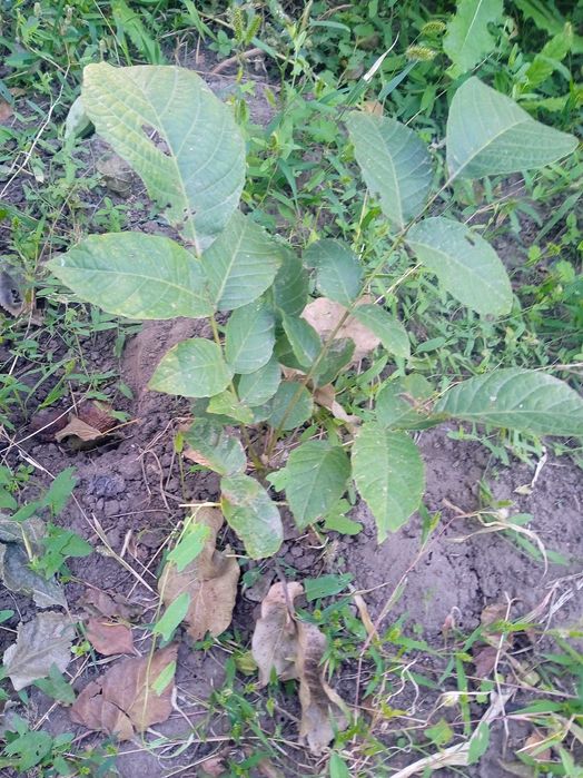 Саженцы плодовых деревьев и кустарников