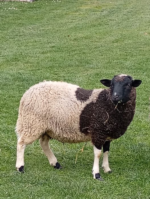 Sprzedam baranka dorper