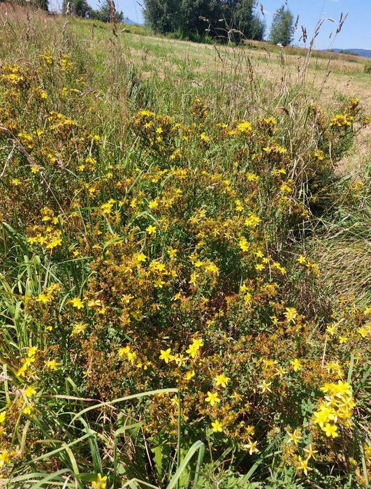 Herbata Poprawa trawienia 50gr Beskidzkie zioła