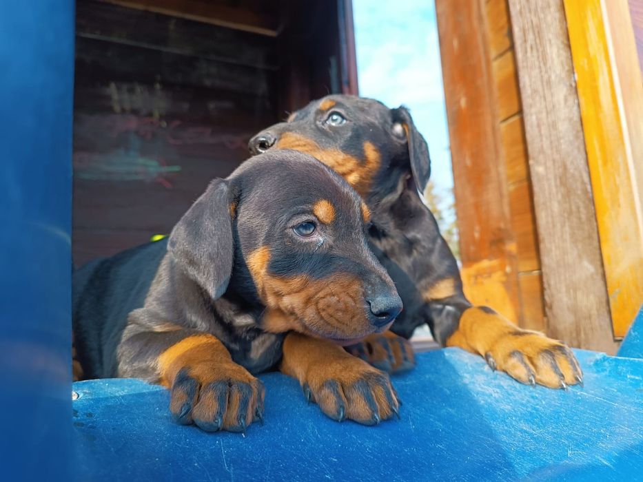 Doberman Szczeniak