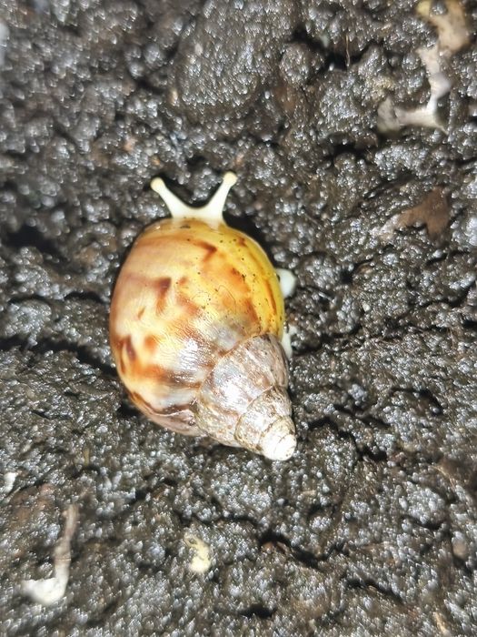 Ślimaki Afrykańskie