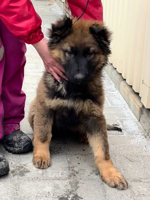 Цуценята німецької вівчарки.  Щенки немецкая овчарка