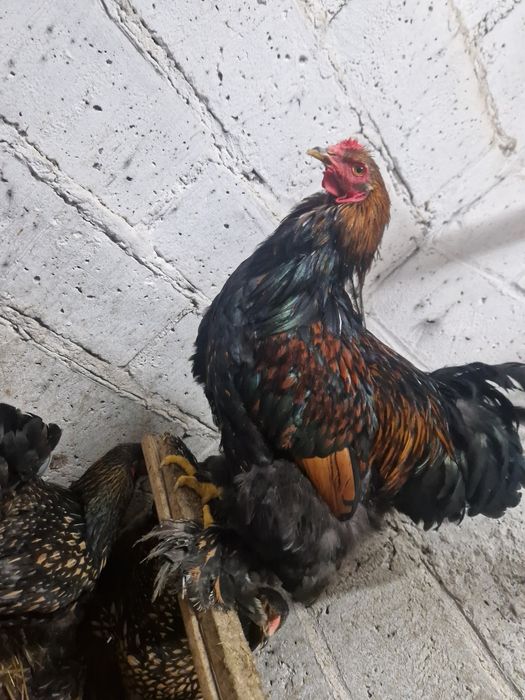 Koguty Brahma Olbrzymia