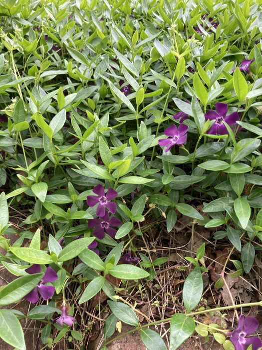 barwinek pospolity fioletowy 50 szt