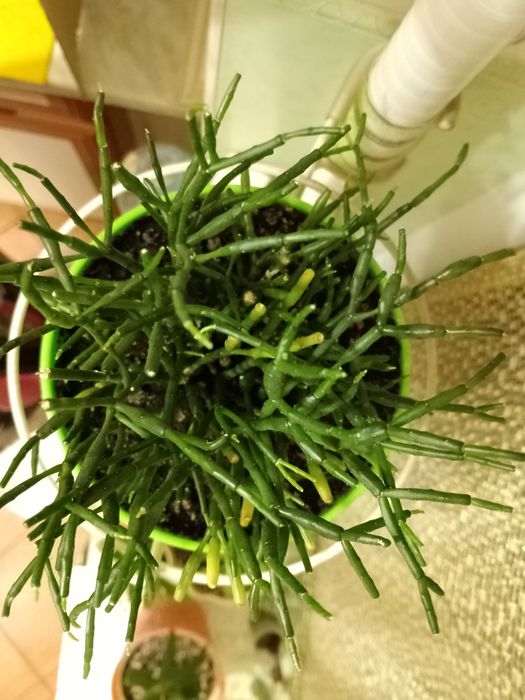 ХАТИОРА - жёлтая