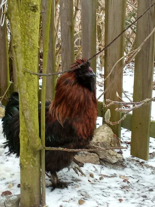 Koguty jedwabiste, silki na sprzedaż lub wymiana na zboże
