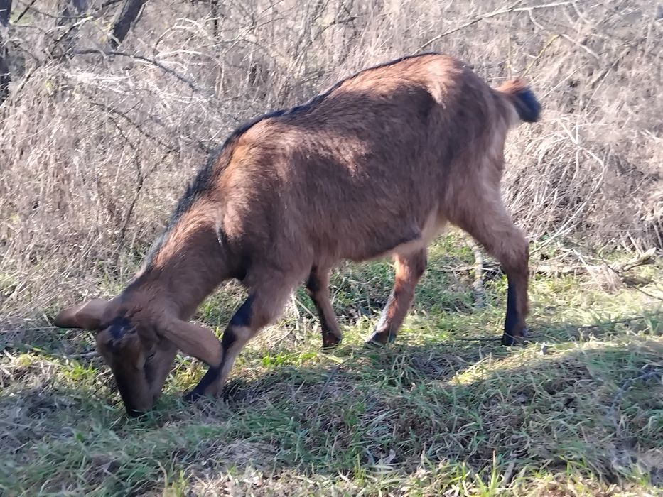 Козочки 50% англонубійські