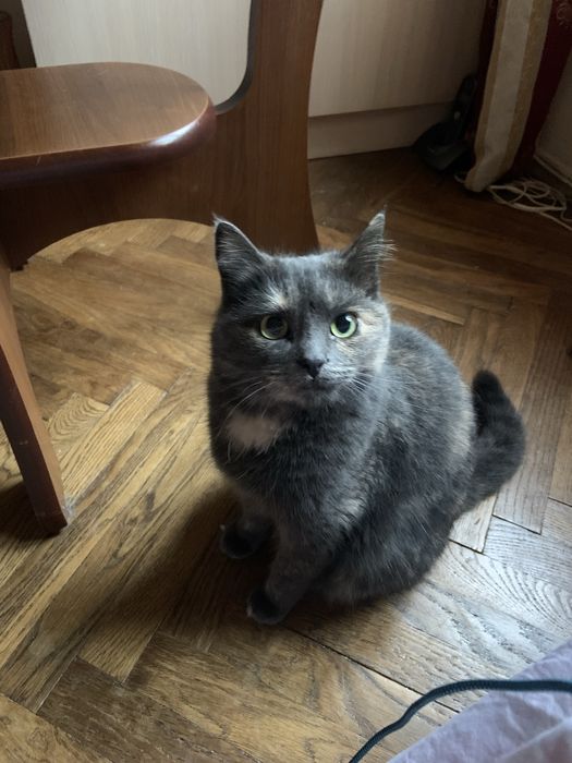 Віддам кошенят відповідальним людям