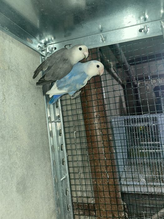 Agapornis para cedencia