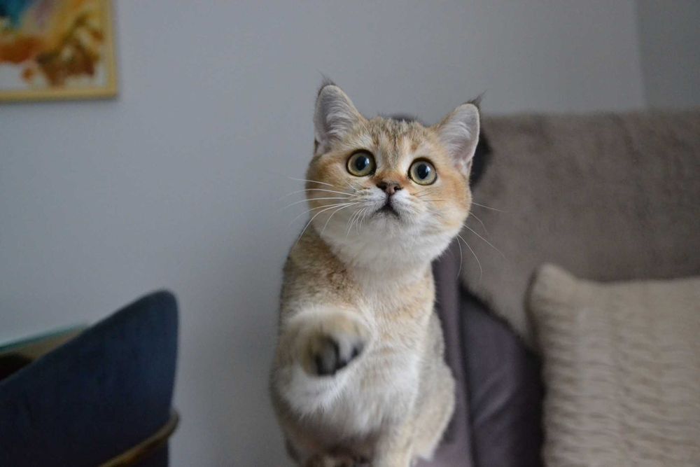 koteczka szkocki straight