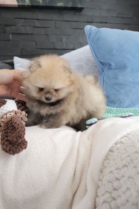 Lulu da Pomerania. Spitz anão LOP e Afixo.Super Mini Laranja. Linhagem Russa