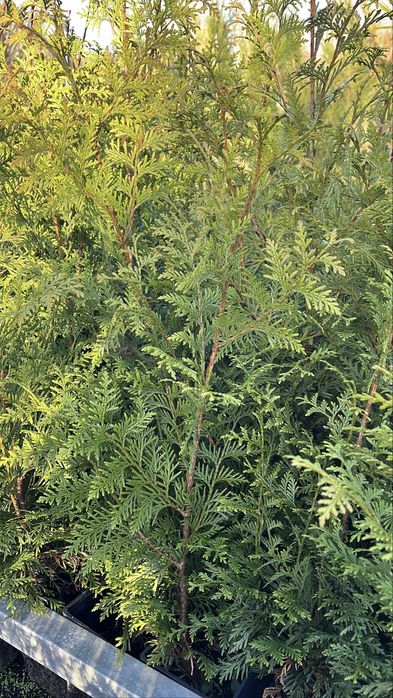 Tuia Plicata “Gelderland” – Cerca Viva Rápida e Densa