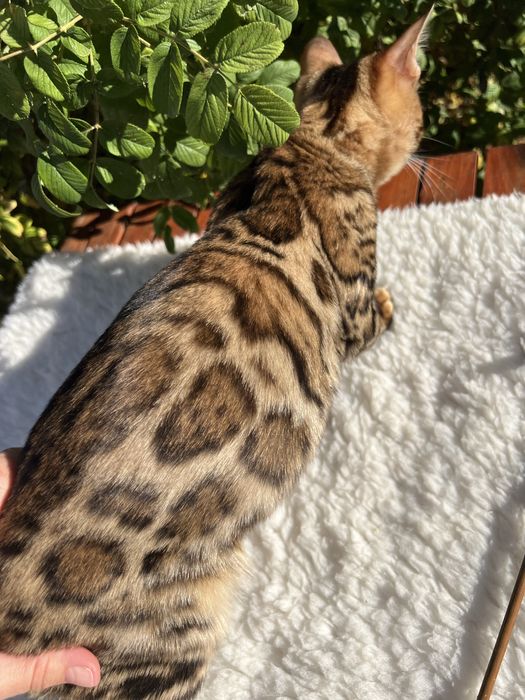 Бенгальська кішечка,2 роки